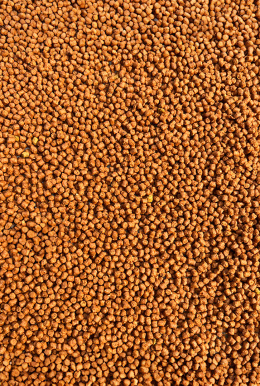 Micro Pellet 2mm Mango - Feeder Bait